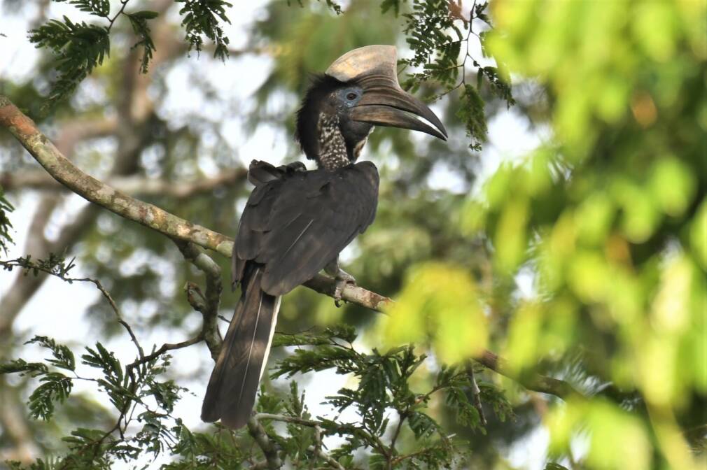 A compilation of endangered West African birdsongs