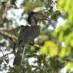 A compilation of endangered West African birdsongs